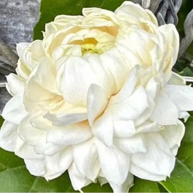 Mother of Pearl Queen Conch Pīkake & Edison Pearl Necklace Handmade - Image 2