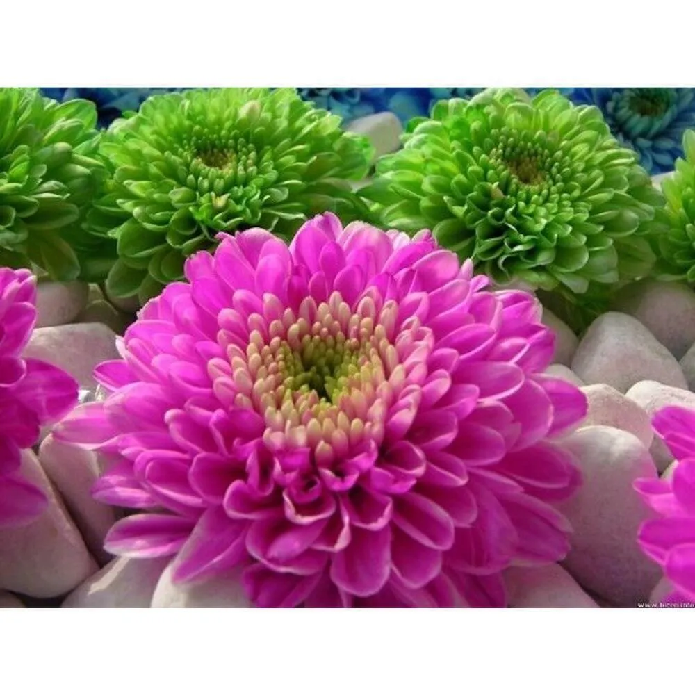 Campagnie Express Womens Brown Leather Belt w Brass Lion Studded Italy S - Image 5