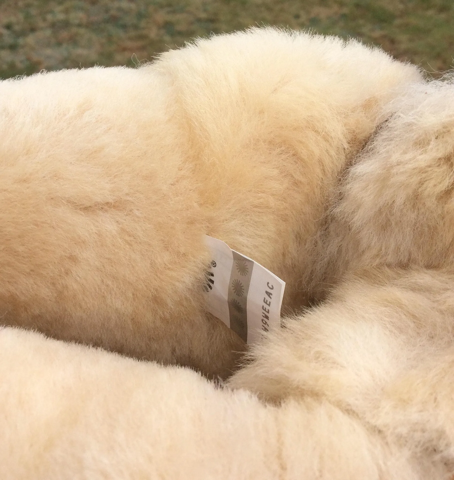 Bailey Bow II Diagonal Stripe Boots - Image 5