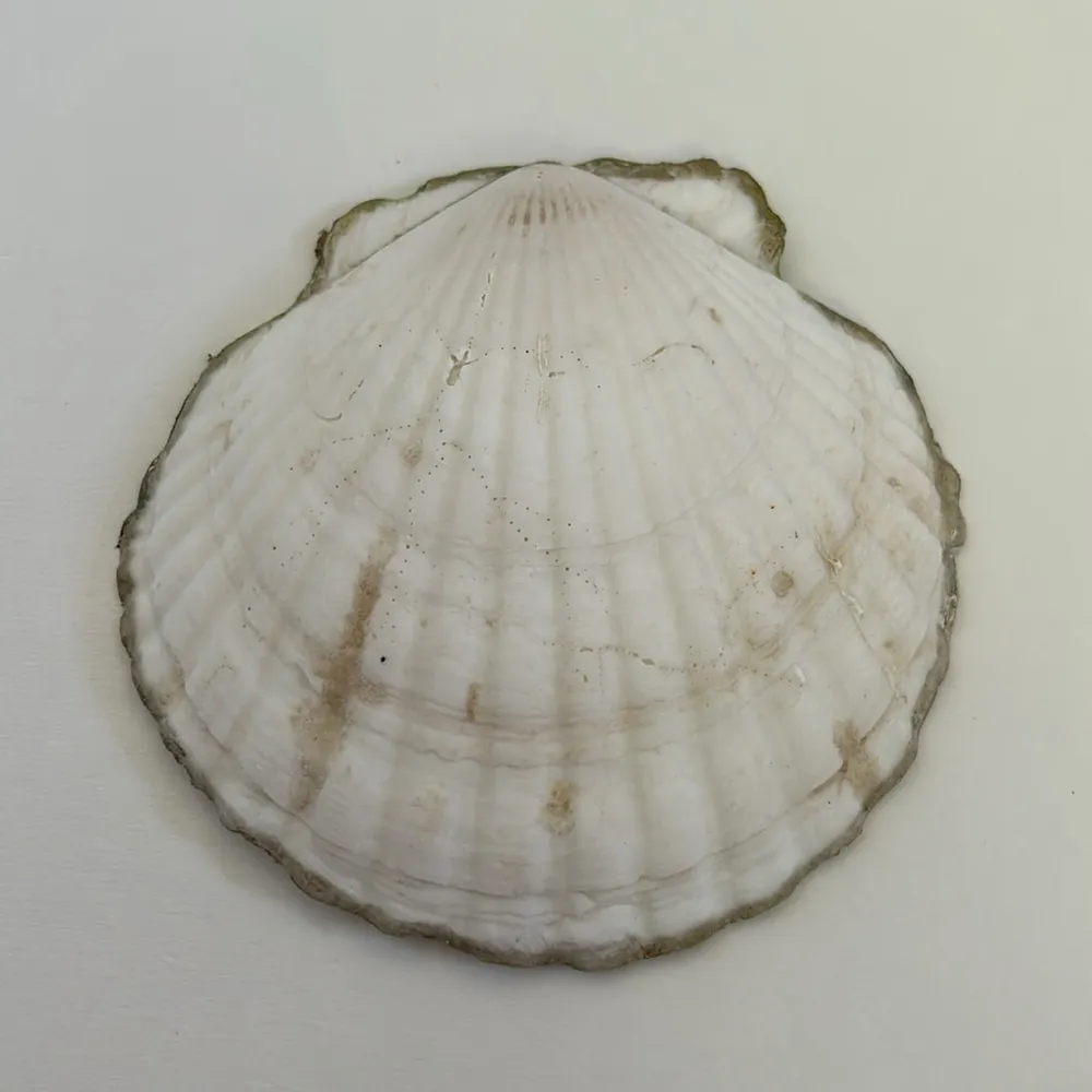 Decoupage Green/Blue Tassel Print Scallop Shell Trinket Dish Blue - Image 2