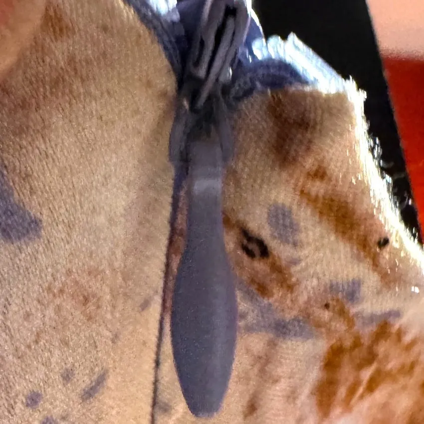 ASTR The Label M Y2K inspired Romantic Cottage Light Airy Spring Slip Dress Blue Size M - Image 4