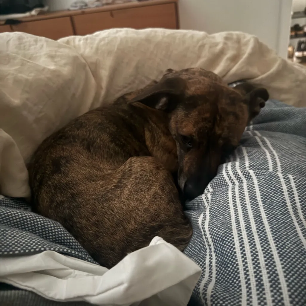 Ralph Lauren Green Label Houndstooth black and white Wool Pencil Skirt Size 10 - Image 8