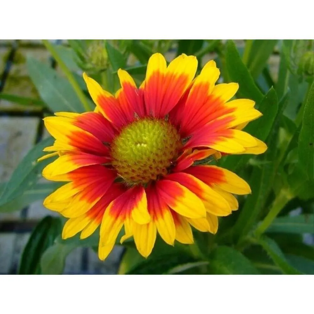 Campagnie Express Womens Brown Leather Belt w Brass Lion Studded Italy S - Image 4