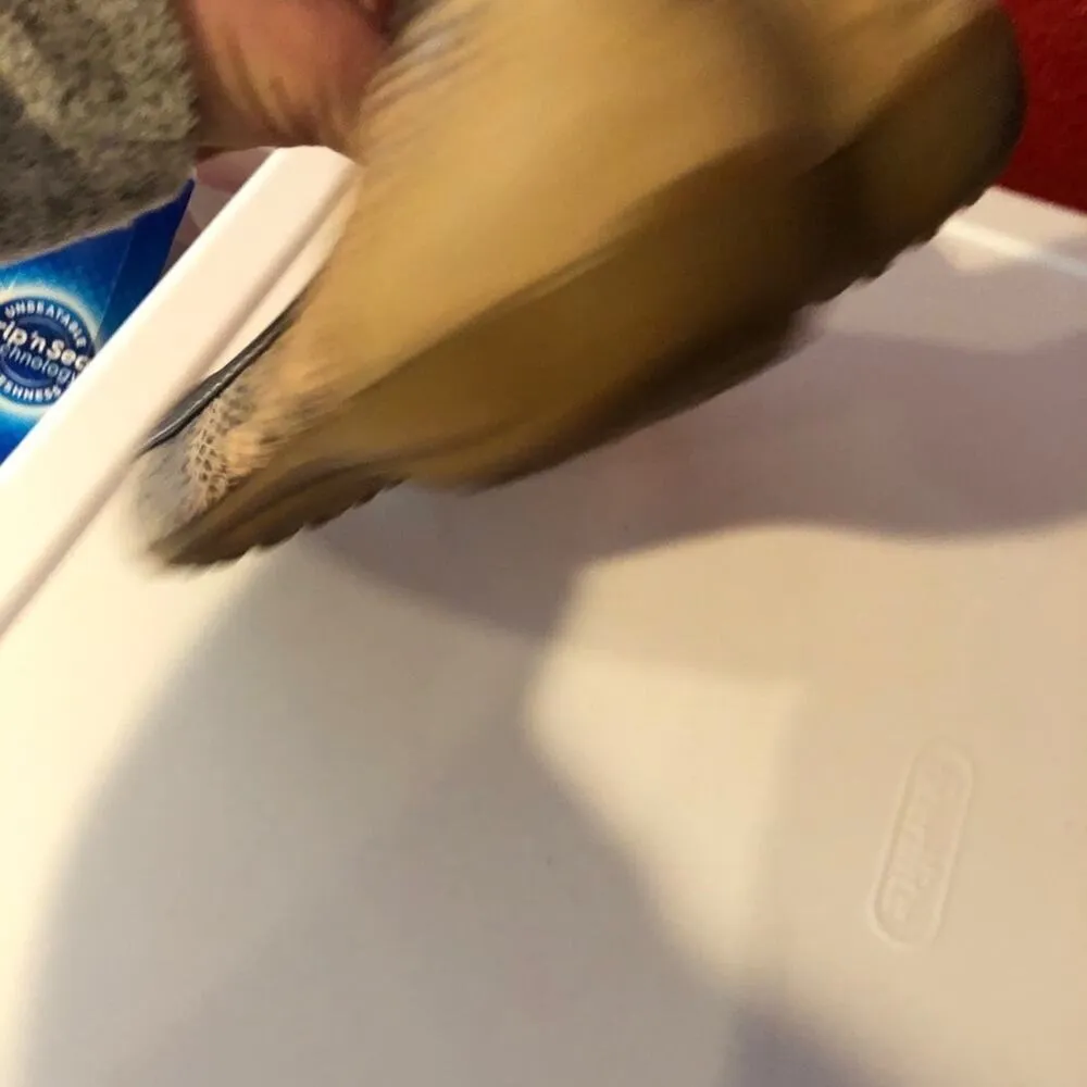 Giani Bernini Tan & Grey Snake Print Leather Flats - Image 4