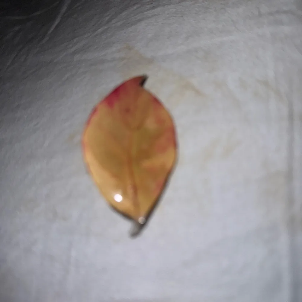 Leaf - Image 2