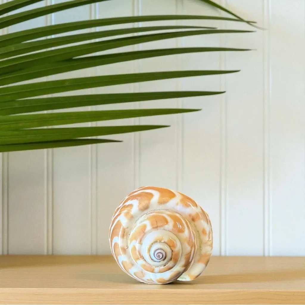 Natural Polished Seashell Statement Ring – Bought in Hawaii Tan - Image 3