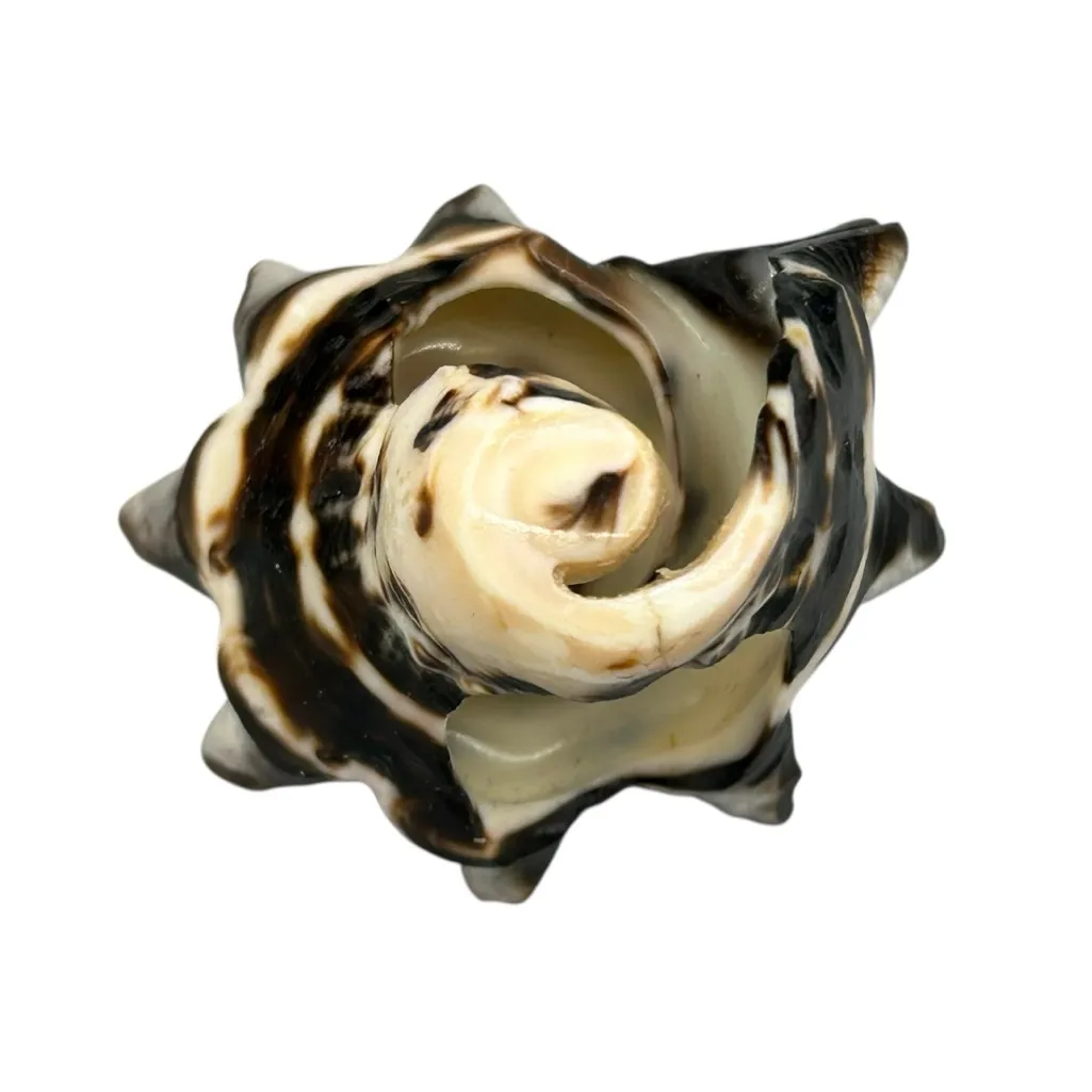Dominican Republic Sea Shell Statement Ring 7.25 - Image 6
