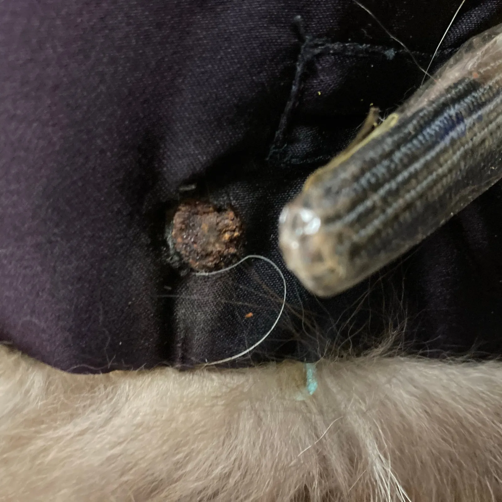 SAGA FOX Silver Fox Fur Trim Besatz Garniture Shawl Stole Scurf Gray - Image 11