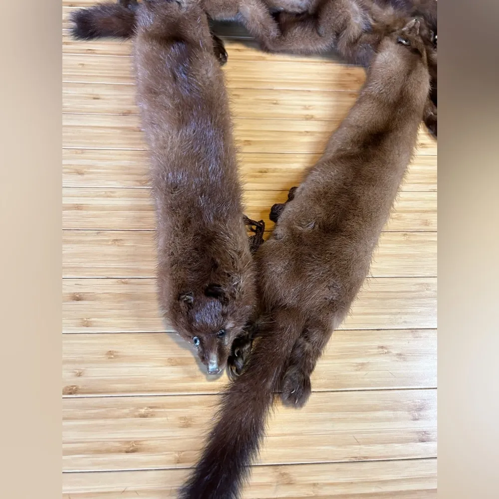 Vintage 4 Mink Fur Complete Body Pelt Scarf Brown - Image 15
