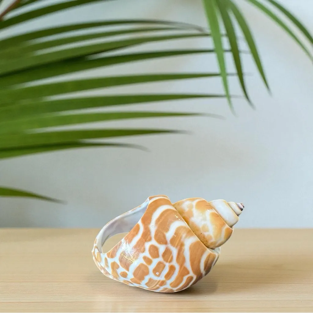 Natural Polished Seashell Statement Ring – Bought in Hawaii Tan - Image 2