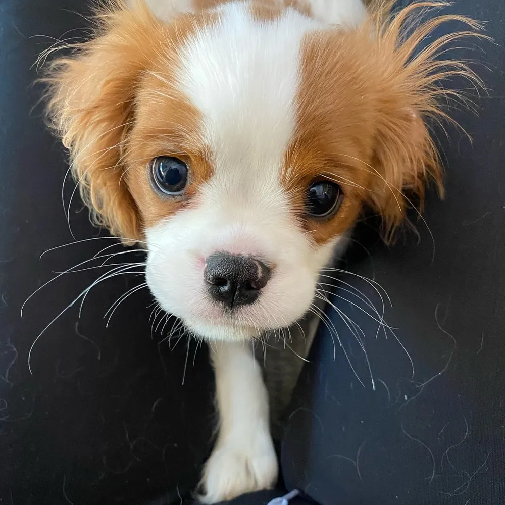 Spanx  Camo Leggings - Image 6