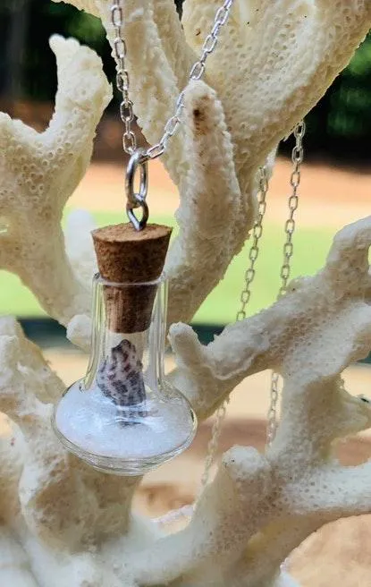 Real Miniature Seashell In Glass Pendant Necklace  - Image 5