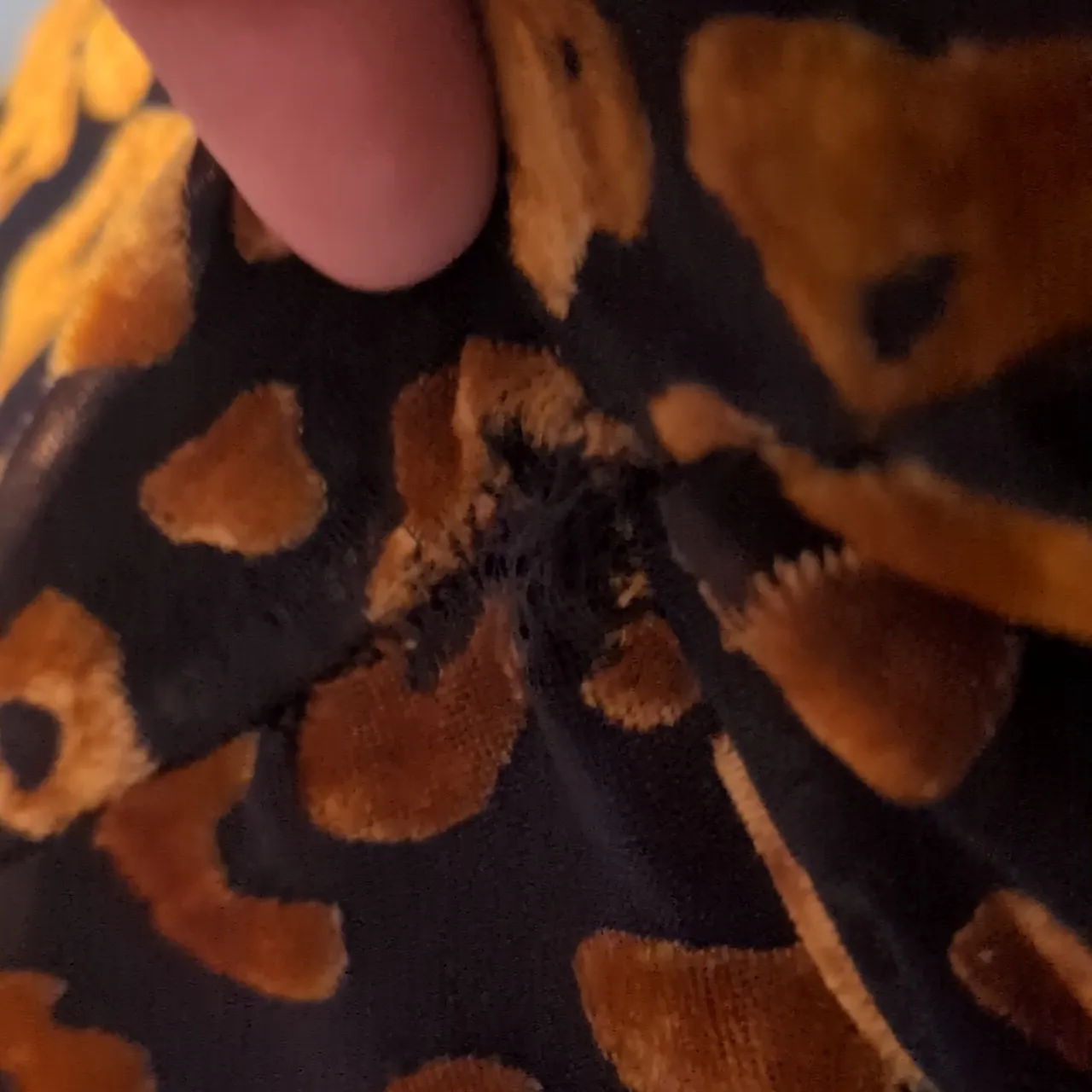 Belladonna Cheetah Velour Midi Long Sleeve Dress Size Small Black - Image 5