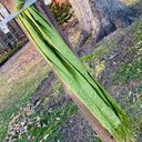 Apple Green 100% Rayon Scarf With Fringe Photo 1