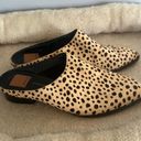 Nordstrom x Dolce Vita Leopard Print Mules Photo 1