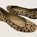 Ann Taylor Cheetah Animal Calf Hair Leather Ballet Flats 7.5 Photo 0