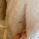 Krass&co G.H. Bass & . Maxi Teddy Jacket White Size M Photo 4