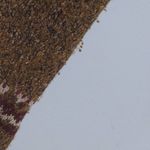 Woolrich Full Zip Cardigan with Leaf Embroidery in Fawn Heather - Size S - GUC Photo 6