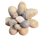 Vintage Cowrie Shell Cluster Clip On Earrings Estate Vacation Beach Retro Estate Gray Photo 1