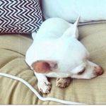 Lucky Brand NWT Floral Bikini Bottom Photo 7