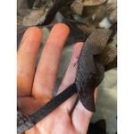 IDA SJÖSTEDT Black Mesh 3D Floral Applique Long Sleeve Top Size M Photo 6