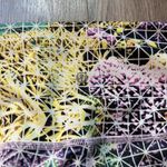 Lululemon Under Crop Leggings II Full-On Luon in Paradise Grid Very Green Multi Photo 6