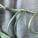 Victoria's Secret Victoria’s Secret Medium Crossback Bra Unlined non wired Photo 2