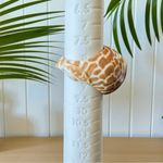 Natural Polished Seashell Statement Ring – Bought in Hawaii Tan Photo 5