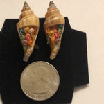 Vintage Conch Shell Tiny Colorful Shells Screw Back Clip On Earrings Photo 4