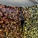 GeeGee Sequin Long Sleeve Mesh Crop Top Medium Green Pink Yellow New Women’s Photo 8