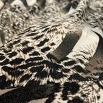 Isabella Rodriguez Tan Brown & Black Animal Print 3/4 Sleeve Ruched Sides Blouse Photo 8