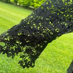 Bold Elements  Black Lace Blouse Photo 11