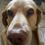 Tripp NYC Military Halter Corset Vest Grey Cotton Punk Goth Size Small EUC Photo 6