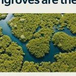 Limited Ed 4Ocean Bracelet Mangroves & Estuaries Green Photo 14