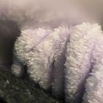 Disney New In Box  Ears Headband Photo 3