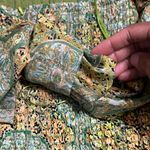 Luxxel Mini Green Dress Photo 4