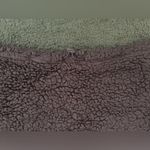 Active USA  Sherpa Faux Fur Teddy Cropped Hoodie Sweatshirt Photo 4