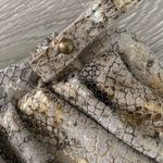 Free People Echo Leather Snake Print Clutch Crossbody Bag Photo 7