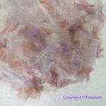 Free People New! silverlake picnic cami puff sleeve sheer top size small smocked Photo 3