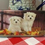 Tan Fall Leaves Dog Print Wallet Photo 0