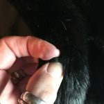 Cejon Turquoise and Black Faux Fur Vest Blue Photo 5