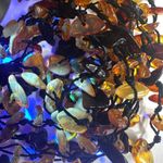 Baltic Amber Extra Photo 8