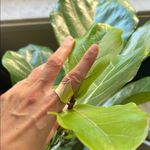 Anthropologie Gold tone boho 6.5 minimalist chic cool artsy lightweight fairy smooth ring​​ Photo 0