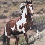 Wild Horse Turquoise 925 Silver Plated Necklace Native American Jewelry Photo 1
