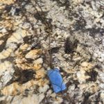 belle du jour Lace flow cover w decorative chain Photo 4