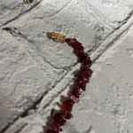 Stone Chip 16 in Necklace Garnet Gold tone Barrel Clasp Vintage Red Photo 5