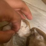 UGG Neumel  Chestnut Boots Photo 7