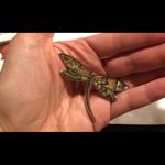 Lia Sophia Vintage  Dragonfly Brooch Photo 3