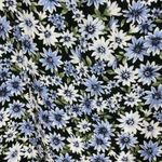 American Eagle 🦅 Outfitters Floral Mini Dress, Size Medium ON SALE!!! Photo 6