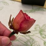 Vintage 1978s real rose stickpin gift NWT Photo 2